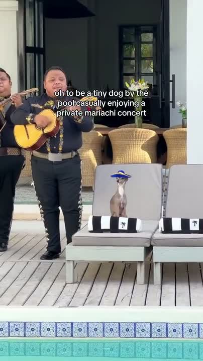 This daisy is too sized.