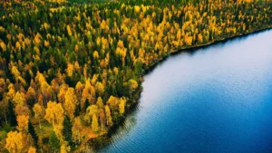 A “lost world” beneath the North Sea was once full of forests