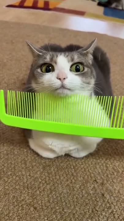 tasteful wretched adflin