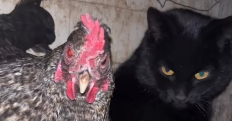 Chickens Step In After Cat Gives Birth in Coop in Viral Video