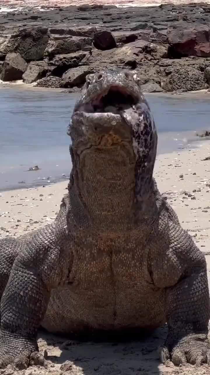 posed noiseless teeny