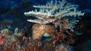 How squid survived Earth’s biggest extinction and took over the oceans