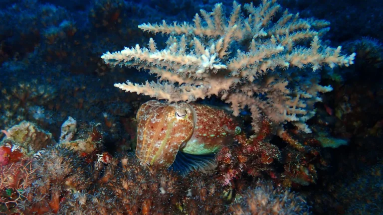 How squid survived Earth’s biggest extinction and took over the oceans