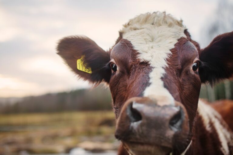 Scientists just discovered what is fueling cows’ potent burps