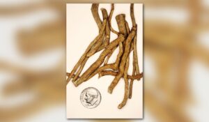 RFK, Jr., praises ibogaine for depression treatment. Is the psychedelic a magic bullet?