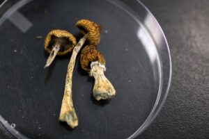 Trump’s order on psychedelics could have far-reaching science consequences