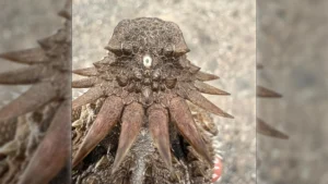 The shocking origin of human eyes traces back to an ancient “cyclops”