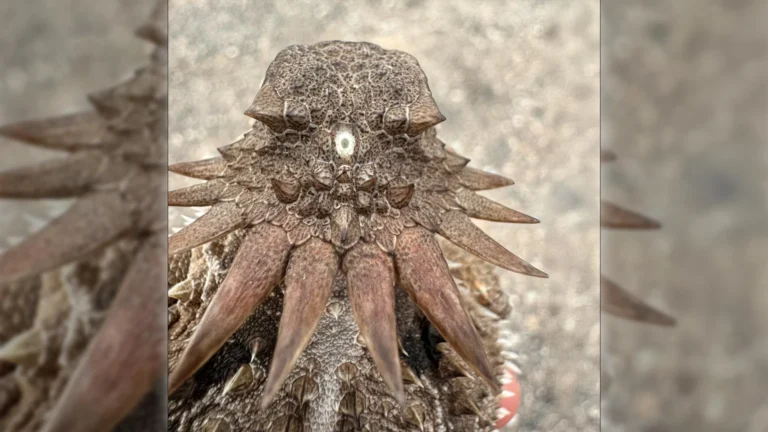 The shocking origin of human eyes traces back to an ancient “cyclops”