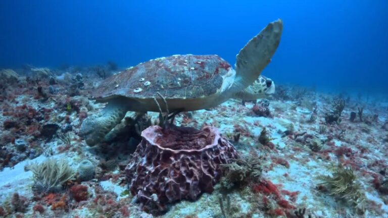 AI trained on turtle poop predicts hurricanes better than any model » Yale Climate Connections
