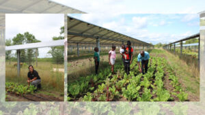 Minnesota solar farm produces electricity – plus kale and radishes » Yale Climate Connections