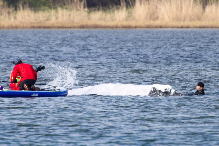 The effort to rescue ‘Timmy’ the humpback whale just took a risky turn