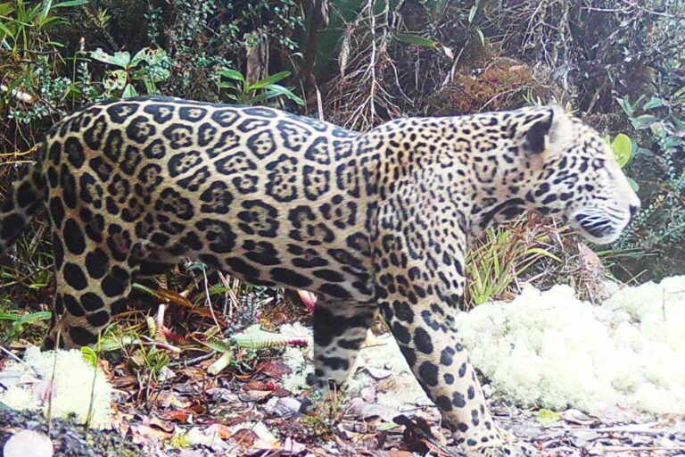A ‘Cloud Jaguar’ Was Spotted for the First Time in Honduras in 10 Years. Here's What It Means