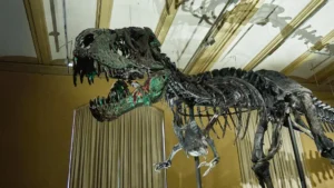 Blood vessels found in T. rex bones are rewriting dinosaur science
