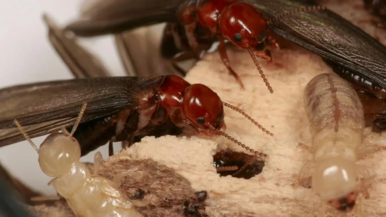95% success rate: This new trick lures termites straight to their death