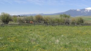 Why a Montana rancher is speaking up for climate action » Yale Climate Connections