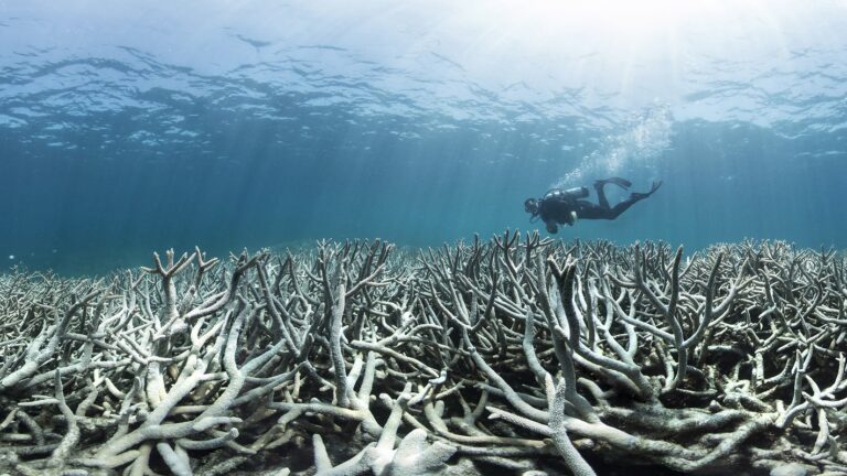Over half of coral reefs bleached during a three-year heat wave » Yale Climate Connections