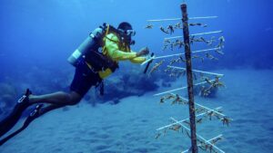 Indonesia to conserve coral reefs in ‘debt-for-nature’ deal » Yale Climate Connections