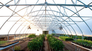 Pennsylvania greenhouse stays warm by storing heat underground » Yale Climate Connections