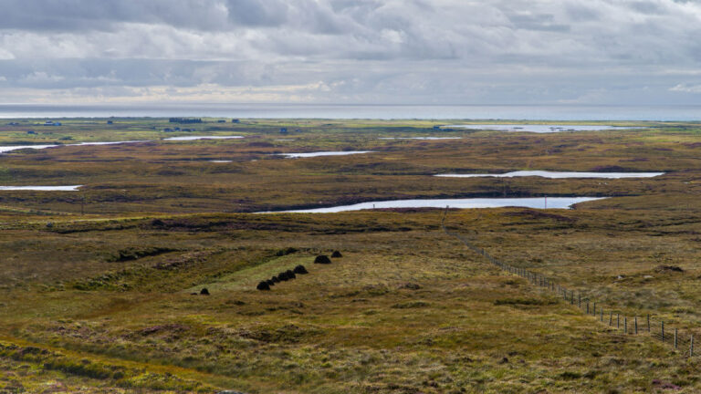 The overlooked ecosystems that hold massive carbon stores » Yale Climate Connections