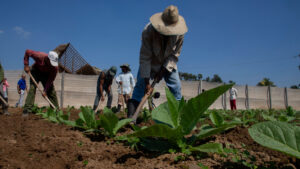 Climate change could make picking tobacco even more dangerous » Yale Climate Connections