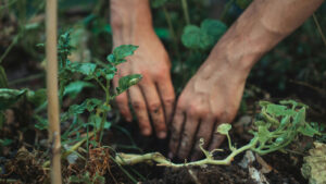 How one farmer is turning dirt into a climate solution » Yale Climate Connections