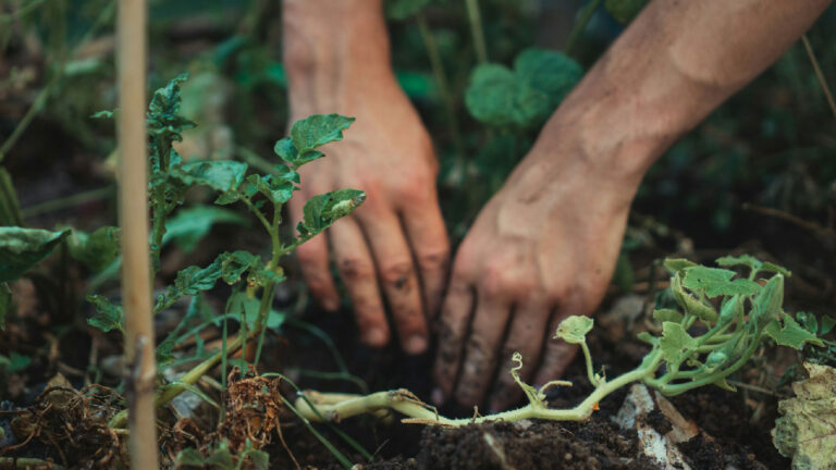 How one farmer is turning dirt into a climate solution » Yale Climate Connections