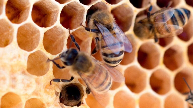 How extreme heat threatens honeybees » Yale Climate Connections