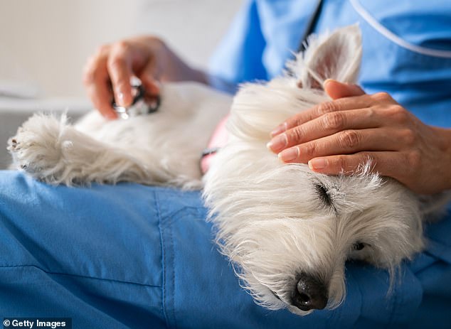 The Great Pet Insurance Rip-Off: Cancelled cover, slippery excuses, animals in agony and owners facing a terrible choice. But there ARE ways to make sure you get your payout, says expert BEVERLEY CUDDY