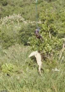 Cop is lowered by helicopter into crocodile-infested river to retrieve dead businessman still INSIDE beast that had eaten him