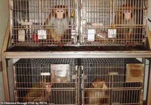 Surprising future plan for controversial Oregon monkey research center where primates are tortured in the name of science