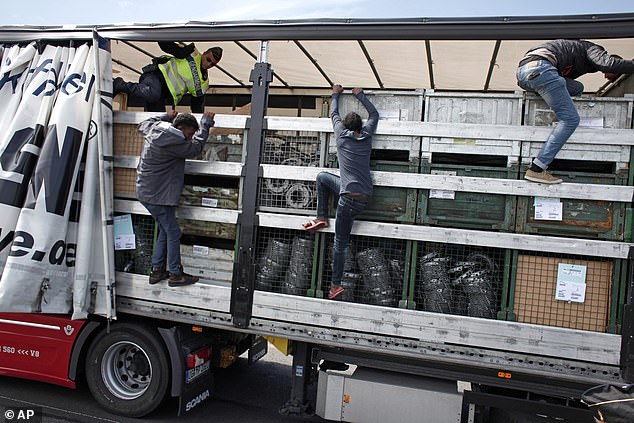 SUE REID: Illegal migrants are sneaking BACK OUT of Britain on lorries – because their handouts aren’t enough to buy beer and cigarettes