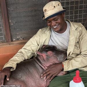 Meet Bumpy the orphaned hippo who is being hand-reared by keepers after being found nudging his dead mum at the edge of a lake