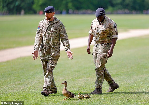 Long live the wings! Soldier ushers ducks away from line of fire as gun salute marks three years since King Charles’s coronation