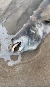 Terrifying dead creature with ‘needle teeth’ and hollow eyes washes up on beach… do you know what it is?