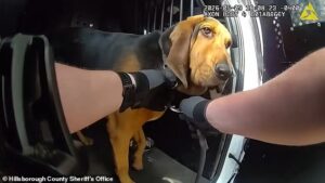 Incredible moment hero police dog hunts out missing 96-year-old in dense forest