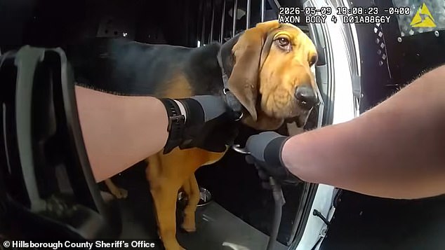 Incredible moment hero police dog hunts out missing 96-year-old in dense forest
