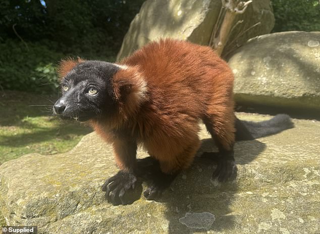 Happy Birthday Shelly! One of the world’s oldest critically endangered lemurs turns 30