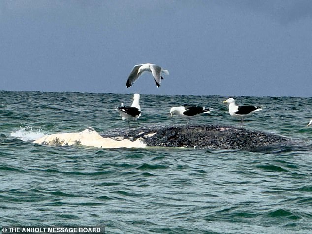 Has Timmy washed up dead? Fears for whale rescued in £1.3million operation as carcass washes up in Denmark