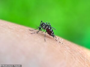 Australia on high alert as Asian tiger mosquitos are detected in Queensland for the first time in history