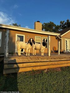 Affectionate pet goats saved owners from 200mph tornado by stomping and bleating on top of rubble they were trapped under until first responders came to help