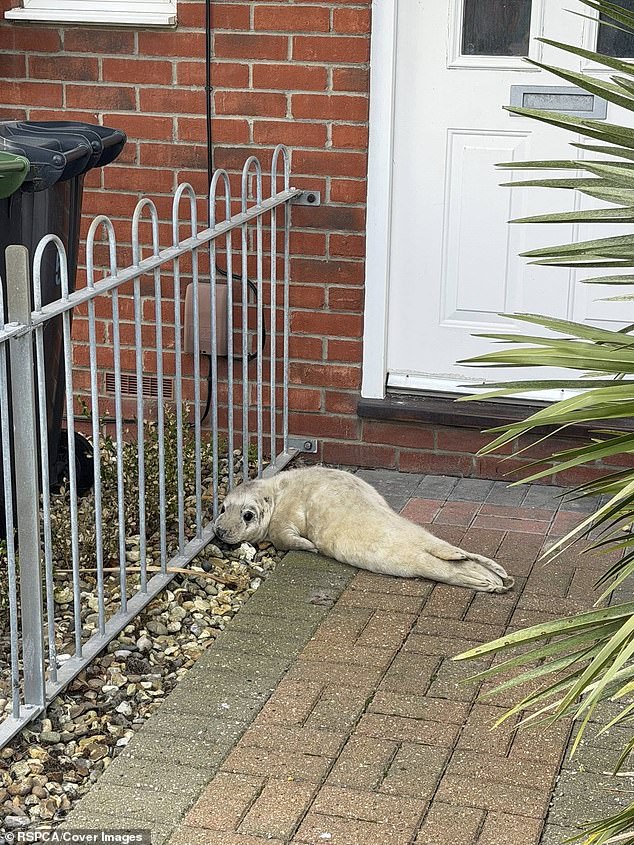 Lone seal pup that was found lying outside a front door by a postman is released back into the wild