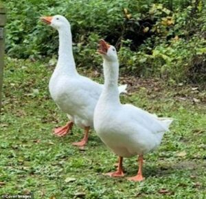 Heartbreak for villagers and Ryan Gosling as Gandalf the goose ‘is taken by low-lives’