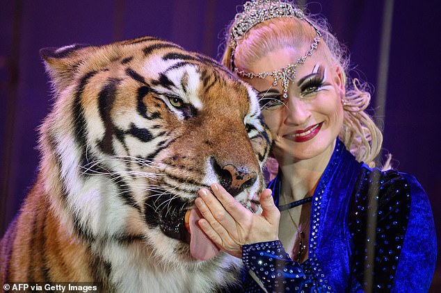 Tiger is shot dead in Germany after escaping from its ‘Tiger Queen’ owner and seriously injuring pensioner