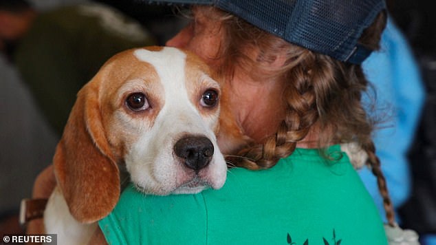 Adorable beagle howls for the first time after he and 1,500 other dogs were freed from Wisconsin scientific testing facility