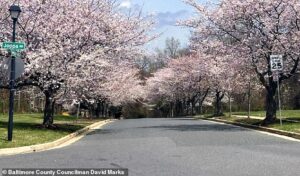 Quaint suburb in Maryland is rocked after their beloved cherry blossom trees were abruptly cut down overnight