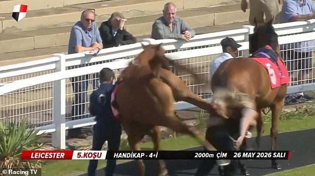 Terrifying moment British racehorse violently kicks out at female groom – before she was rushed to hospital