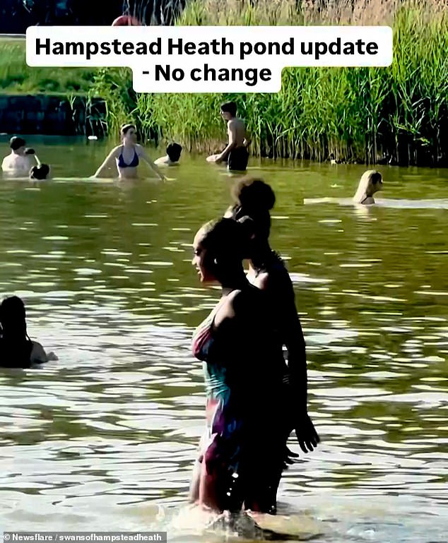 Backlash at selfish Hampstead Heath swimmers grows after three days of splashing, throwing balls and taking dogs for a dip at bird paradise pond during nesting season