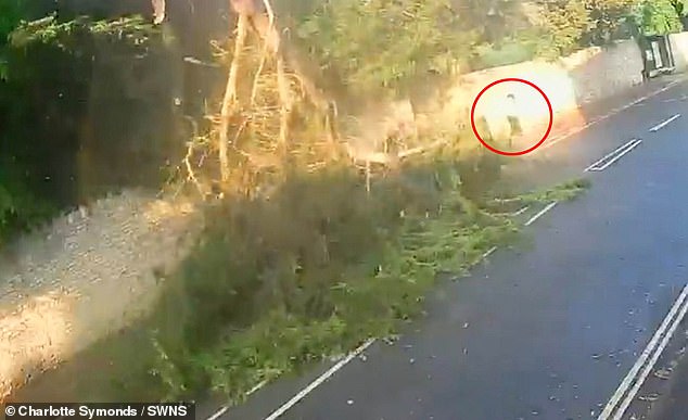 Moment dog walker and her pet cockapoo miraculously miss being crushed to death by falling tree