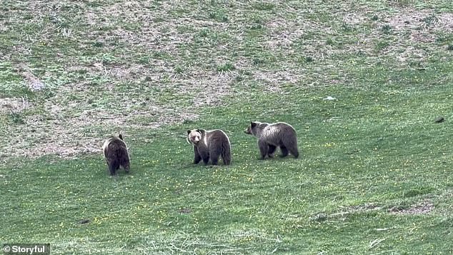 Yellowstone visitors furious after drone operator caught on camera circling mama grizzly bear and her cubs