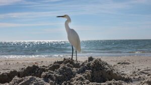 Something startling is happening in the Gulf of Mexico » Yale Climate Connections